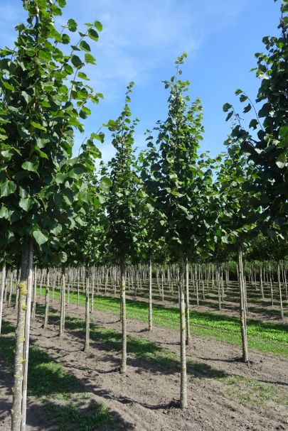 Tilia europaea 'Pallida' HO