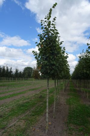 1_Tilia-e-Pallida-ho-14-18