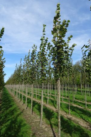 Tilia-e-Pallida-ho-12-16