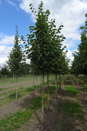 Tilia-e-Pallida-ho-14-18-2