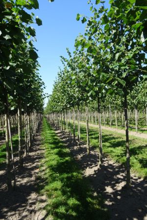 Tilia-e-Pallida-ho-14-18