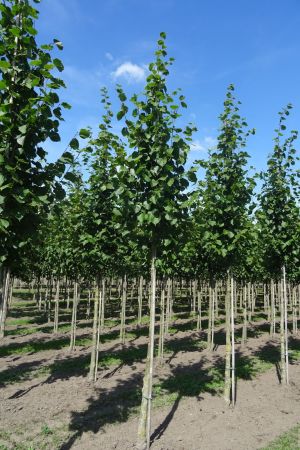 Tilia-e-Pallida-ho-14-18