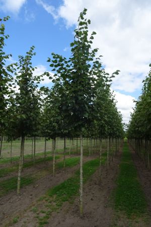 Tilia-e-Pallida-ho-16-20