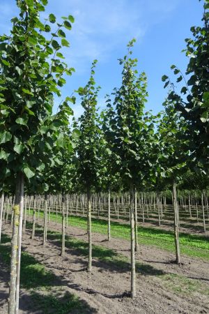 Tilia-e-Pallida-ho-16-20