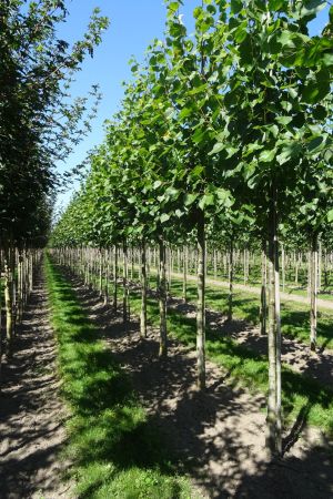 Tilia-e-Pallida-ho-18-25