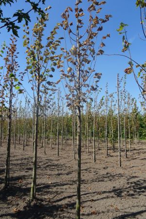 Tilia-e-Pallida-ho-12-14-16