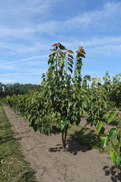 Tilia henryana MRSTAM