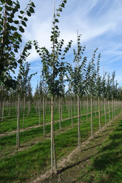 Tilia mongolica 'Buda' HO