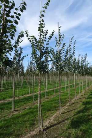 Tilia-m-Buda-ho-10-14