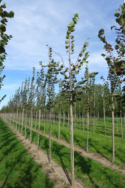 Tilia platyphyllos HO