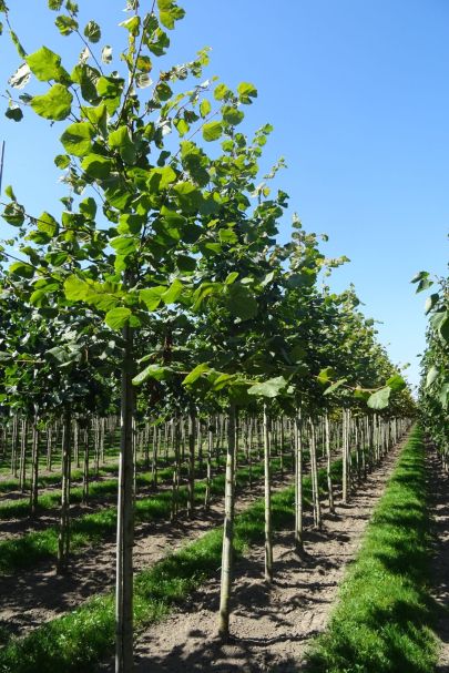 Tilia platyphyllos HO