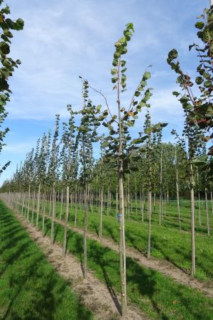 Tilia-platyphyllos-ho-12-16