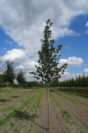Tilia-platyphyllos-ho-16-20
