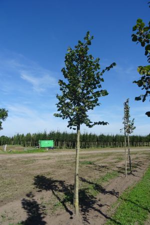 Tilia-platyphyllos-ho-18-25