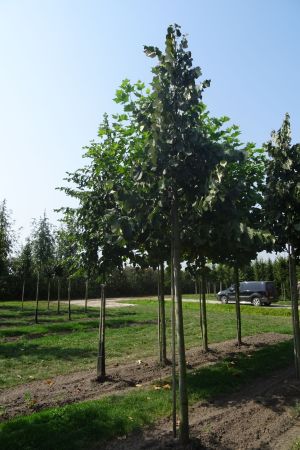 Tilia-t-Brabant-ho-20-30-Raaijmakers-5