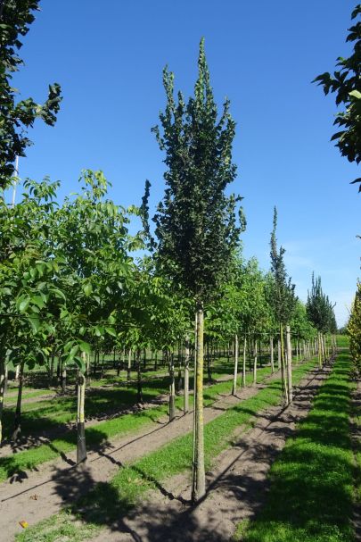 Ulmus 'Columella' HO