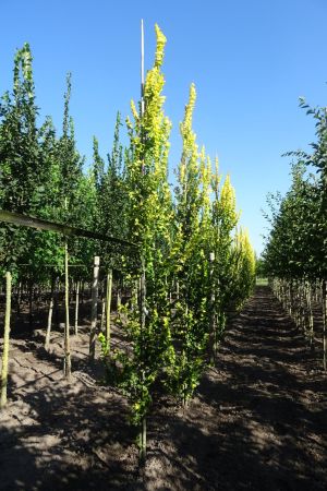 Ulmus-h-Wredei-geveerd-12-14-16