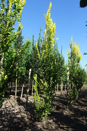 Ulmus-h-Wredei-geveerd-14-16-18