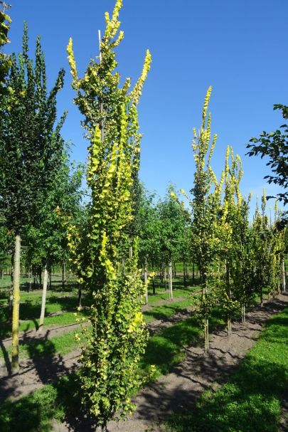 Ulmus hollandica 'Wredei' GEV