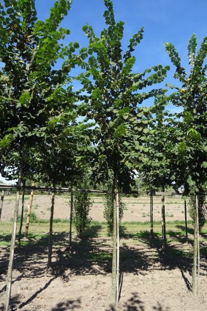 Ulmus laevis HO
