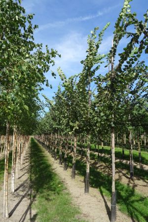 Ulmus-laevis-ho-12-16