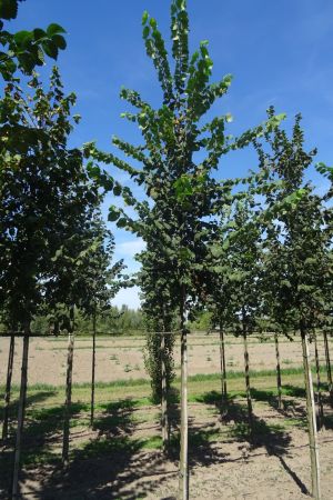 Ulmus-laevis-ho-14-18-2