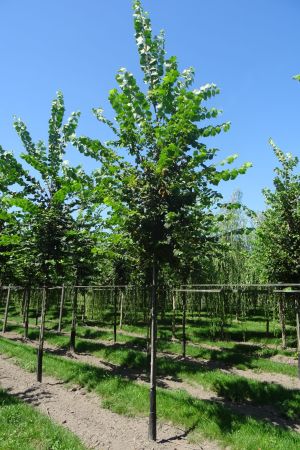 Ulmus-laevis-ho-16-20