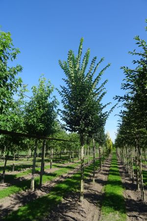 Ulmus-Lobel-ho-18-25