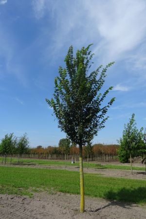 Ulmus-Lobel-ho-20-25-30