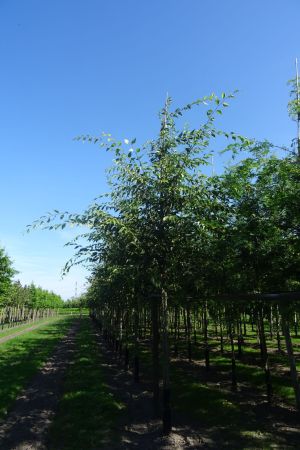 1_Zelkova-s-Green-Vase-ho-14-18