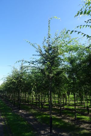 1_Zelkova-s-Green-Vase-ho-16-20
