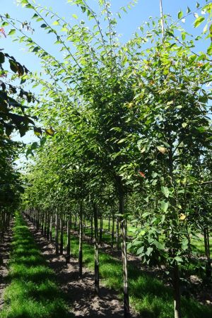 Zelkova-s-Green-Vase-ho-14-18
