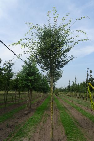 Zelkova-s-Green-Vase-ho-16-20