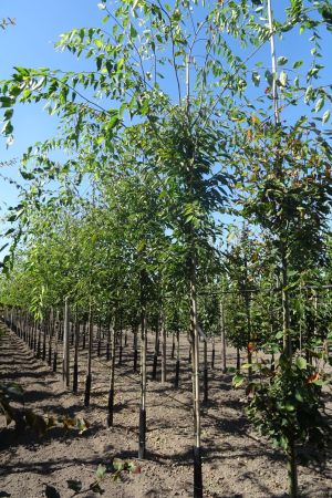 Zelkova-s-Green-Vase-ho-12-14-16-2