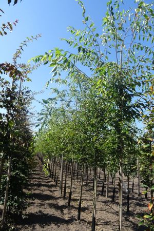 Zelkova-s-Green-Vase-ho-12-14-16