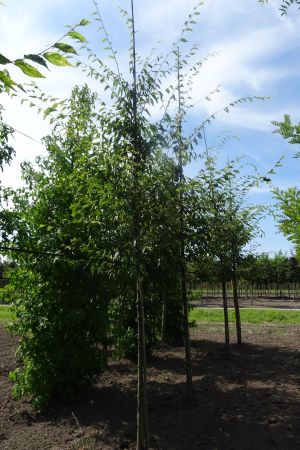 Zelkova-s-Green-Vase-ho-14-16-18