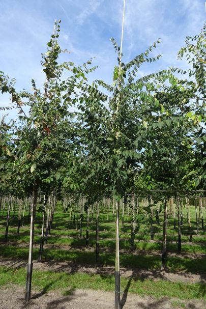 Zelkova serrata HO