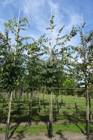 Zelkova-serrata-ho-14-18