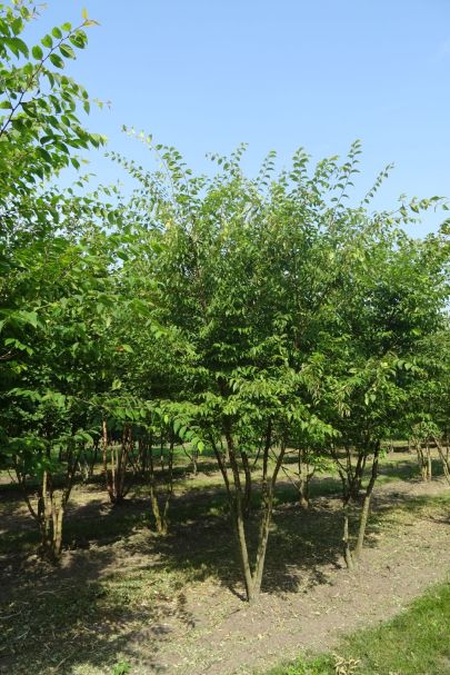 Zelkova serrata MRSTAM