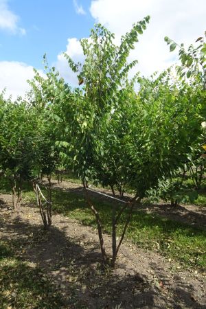 Zelkova-serrata-meerstam-200-250-2