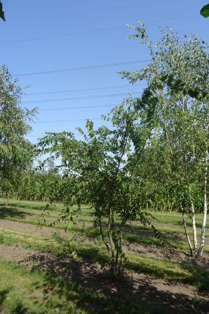 Zelkova-serrata-meerstam-200-250