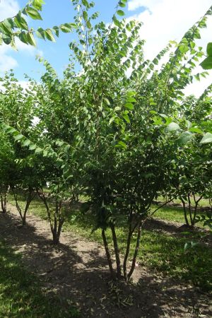 Zelkova-serrata-meerstam-250-300-2
