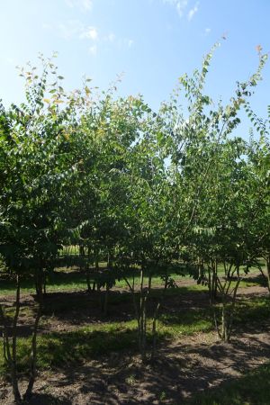 Zelkova-serrata-meerstam-250-300