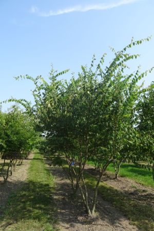 Zelkova-serrata-meerstam-300-350-3