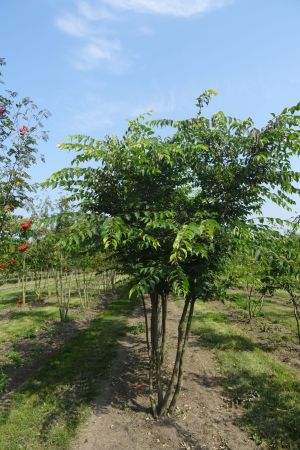 Zelkova-serrata-meerstam-300-350-4