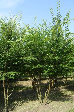 Zelkova-serrata-meerstam-300-350-5