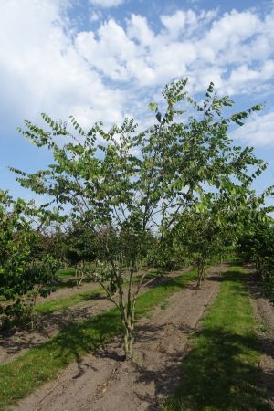 Zelkova-serrata-meerstam-300-350-6
