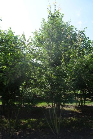 Zelkova-serrata-meerstam-300-350