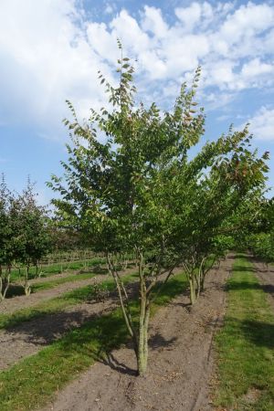 Zelkova-serrata-meerstam-350-400-2