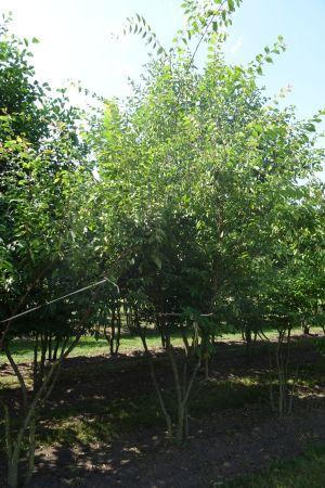 Zelkova-serrata-meerstam-350-400